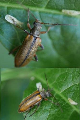 Cortodera humeralis